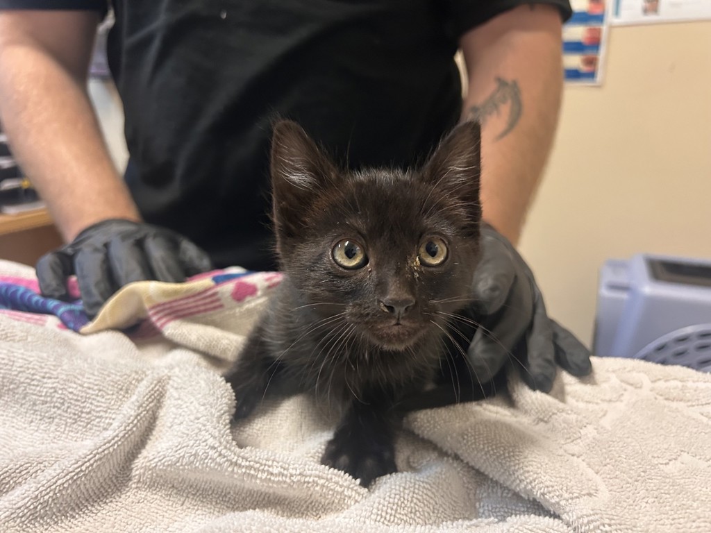 Shelter Stray Male Cat last seen Near Warner Street, Oceanside, CA, 92058, Oceanside, CA 92058