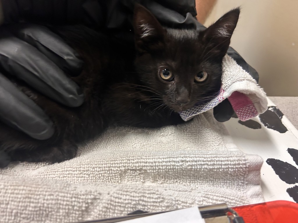 Shelter Stray Female Cat last seen Near Warner Street, Oceanside, CA, 92058, Oceanside, CA 92058