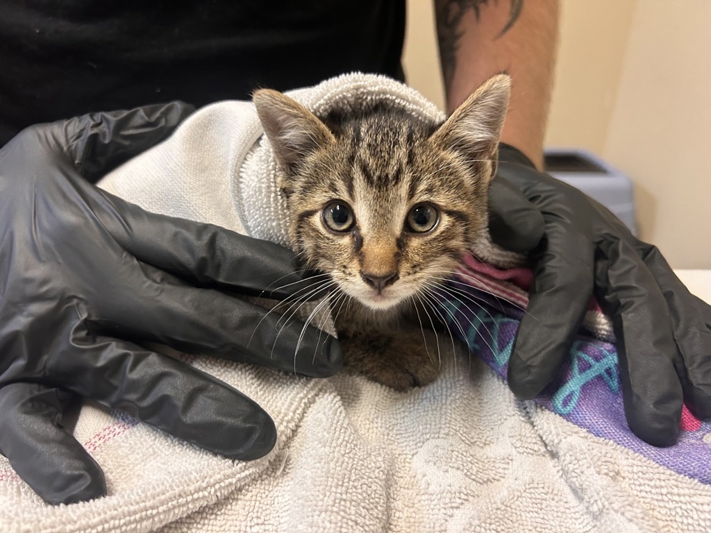 Shelter Stray Male Cat last seen Near Warner Street, Oceanside, CA, 92058, Oceanside, CA 92058