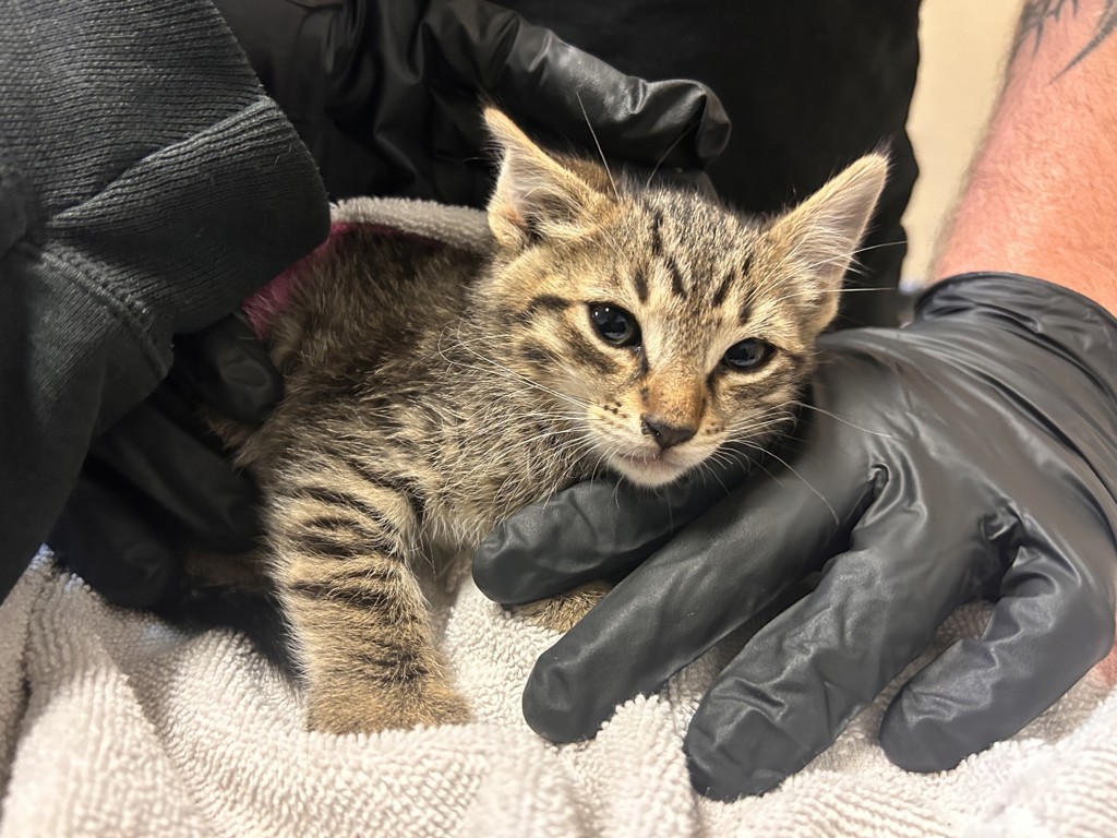 Shelter Stray Male Cat last seen Near Warner Street, Oceanside, CA, 92058, Oceanside, CA 92058