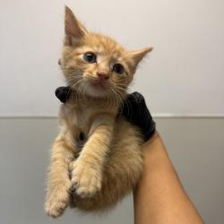 Shelter Stray Male Cat last seen 36th Street, San Diego, CA, 92113, San Diego, CA 92110