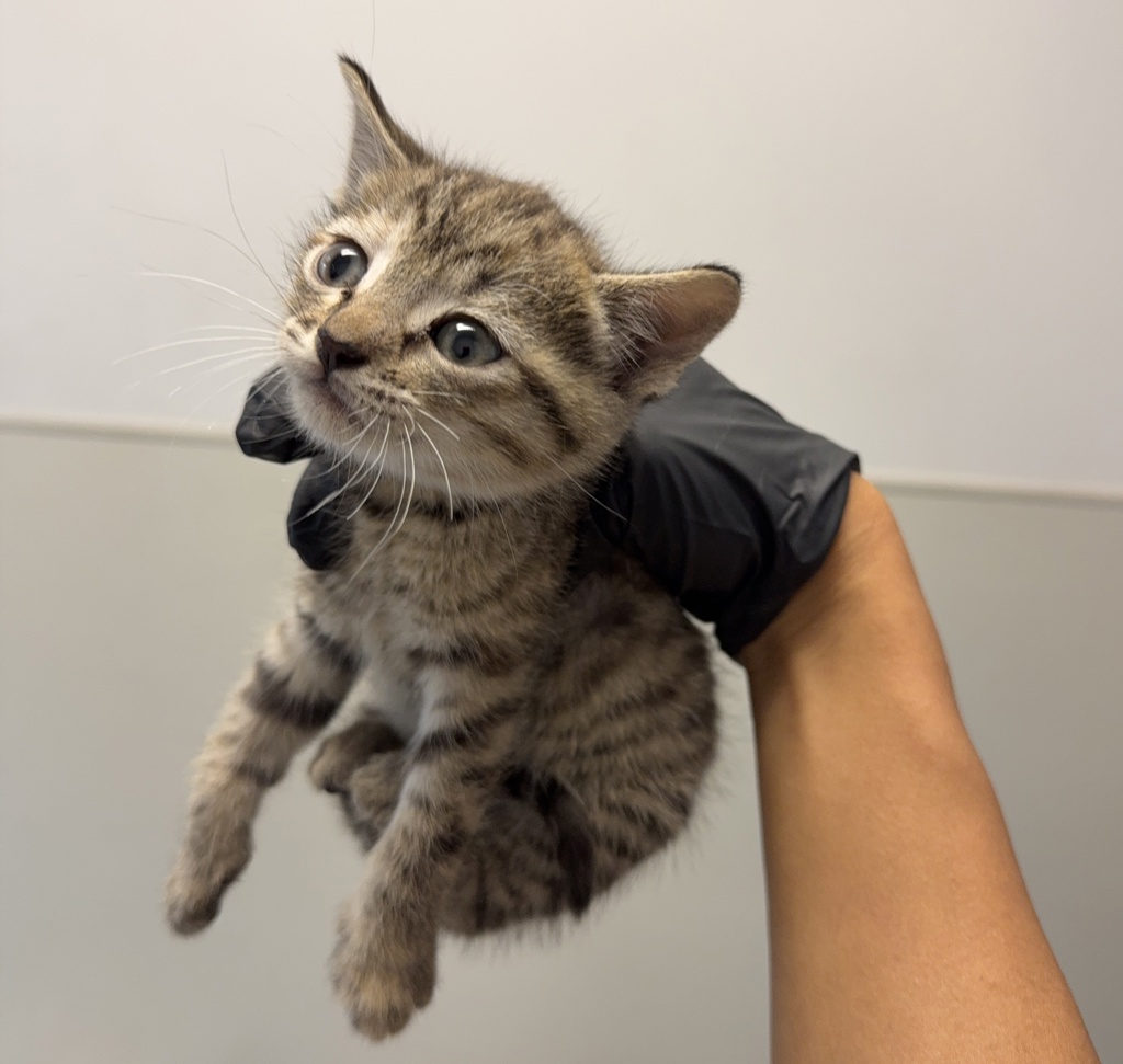 Shelter Stray Female Cat last seen 36th Street, San Diego, CA, 92113, San Diego, CA 92110