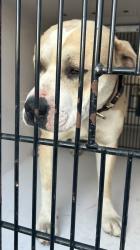 Shelter Stray Male Dog last seen Near N Devision Street, SPOKANE, WA, 99207, Spokane, WA 99212