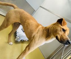 Shelter Stray Male Dog last seen Near Calle Colnett, San Marcos, CA, 92069, Escondido, CA 92027