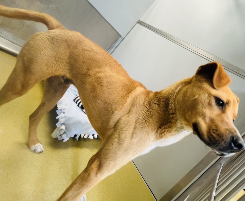 Shelter Stray Male Dog last seen Near Calle Colnett, San Marcos, CA, 92069, Escondido, CA 92027
