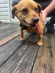 Reunited Male Dog last seen Pelham, NC 27311, USA, Pelham, NC 27311