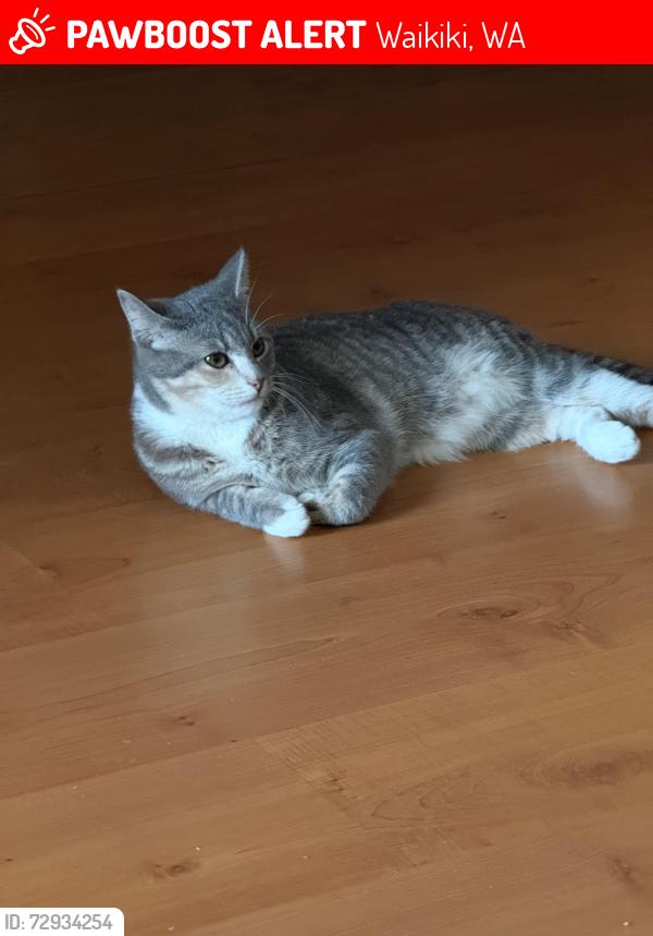 Lost Female Cat last seen Gnangara road, Waikiki, WA 6169