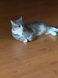 Lost Female Cat last seen Gnangara road, Waikiki, WA 6169