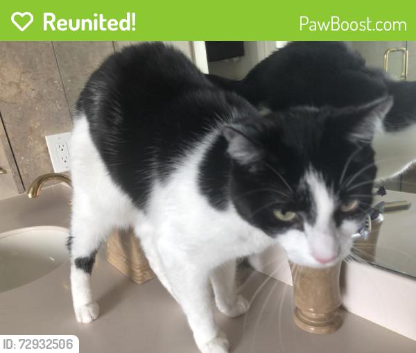 Reunited Female Cat last seen Riviera Drive East, Massapequa, NY 11758