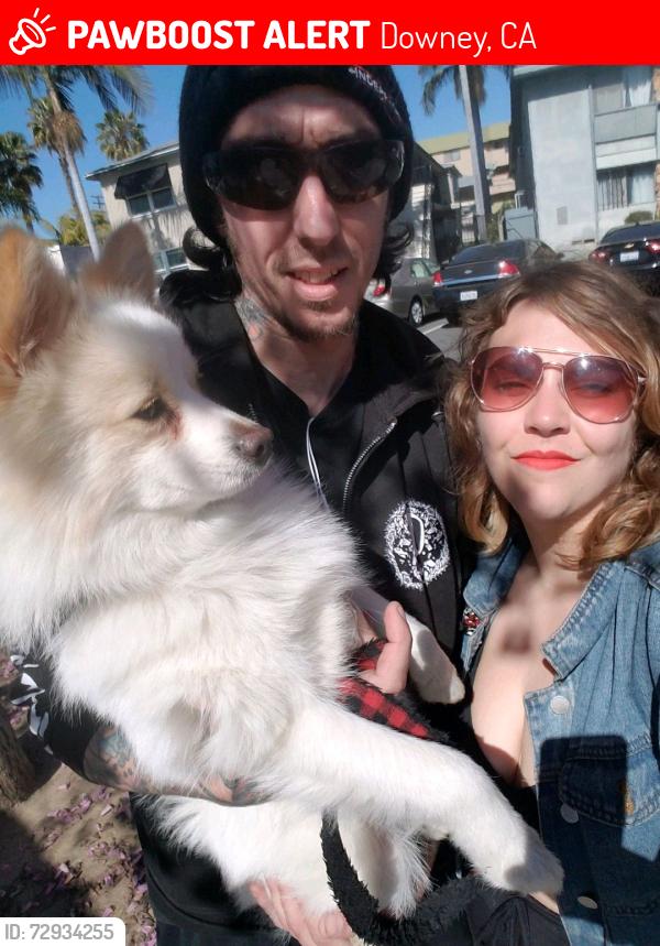 Lost Male Dog last seen Between Walmart and Burlington , Downey, CA 90242