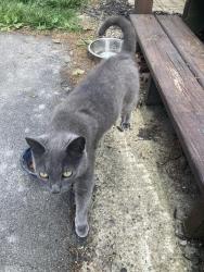 Found/Stray Unknown Cat last seen Side street between Warrensville Center and Northfield , Warrensville Heights, OH 44122
