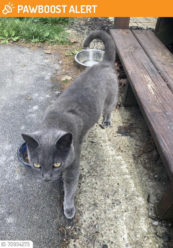 Found/Stray Unknown Cat last seen Side street between Warrensville Center and Northfield , Warrensville Heights, OH 44122