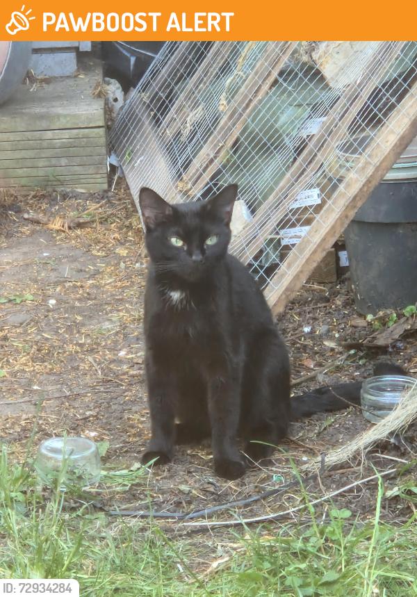 Found/Stray Female Cat last seen Garden, Greater London, England SM1 4QF