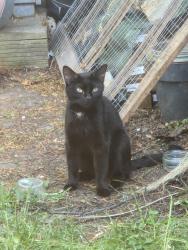 Found/Stray Female Cat last seen Garden, Greater London, England SM1 4QF
