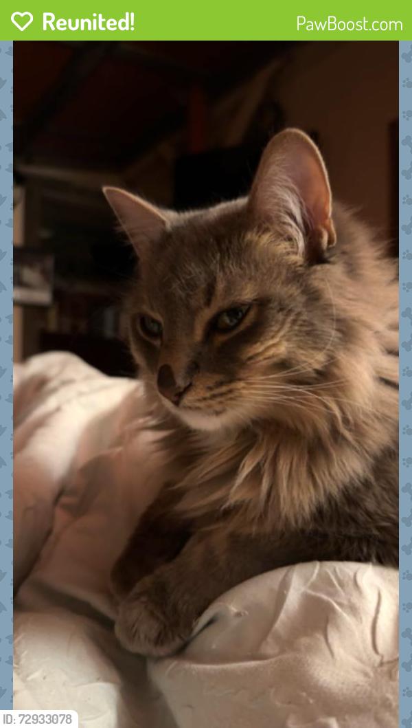 Reunited Male Cat last seen Between Penn and Villa on 10th, Oklahoma City, OK 73107