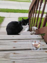 Found/Stray Male Cat last seen 10 mile rd & Hayes, Roseville, MI 48066