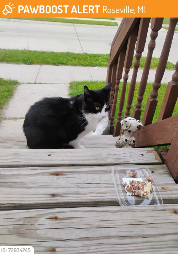 Found/Stray Male Cat last seen 10 mile rd & Hayes, Roseville, MI 48066
