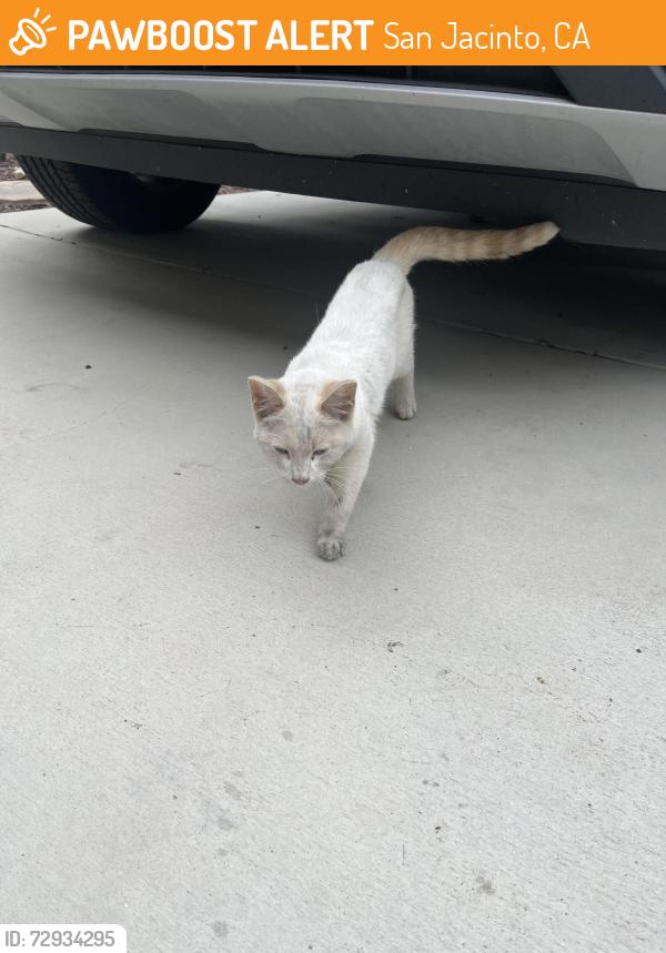 Found/Stray Unknown Cat last seen Reeds way/lyon, San Jacinto, CA 92582
