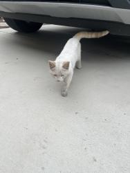 Found/Stray Unknown Cat last seen Reeds way/lyon, San Jacinto, CA 92582