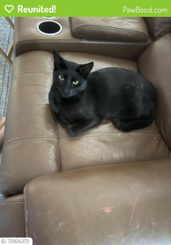Reunited Male Cat last seen Russel Lane , Holiday, FL 34691