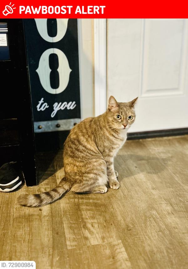 Lost Female Cat last seen Mashburn/Cresap/Winter Street, Hernando County, FL 34613