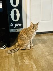 Lost Female Cat last seen Mashburn/Cresap/Winter Street, Hernando County, FL 34613