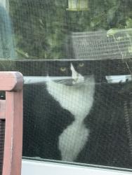 Lost Male Cat last seen Between Shore Parkway and Cropsey, Brooklyn, NY 11214