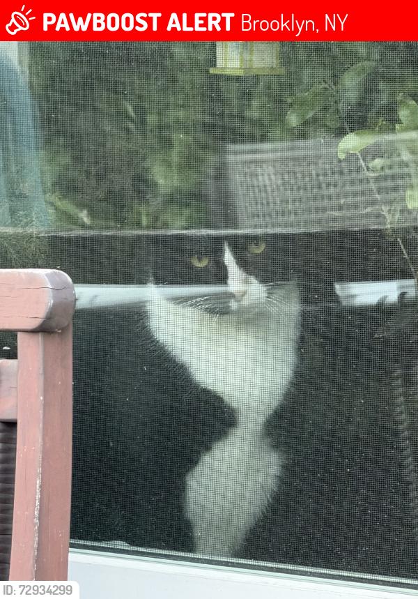Lost Male Cat last seen Between Shore Parkway and Cropsey, Brooklyn, NY 11214