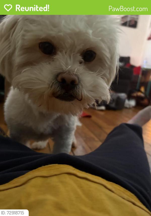 Reunited Female Dog last seen 75th seeley , Chicago, IL 60620