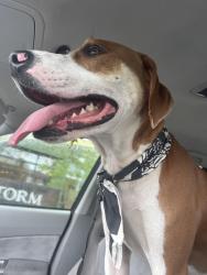 Found/Stray Male Dog last seen Near English Drive, Candler, NC 28715