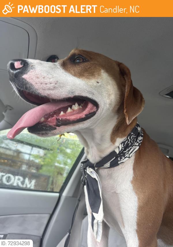 Found/Stray Male Dog last seen Near English Drive, Candler, NC 28715
