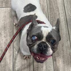 Shelter Stray Female Dog last seen , Oak Park, IL 60304