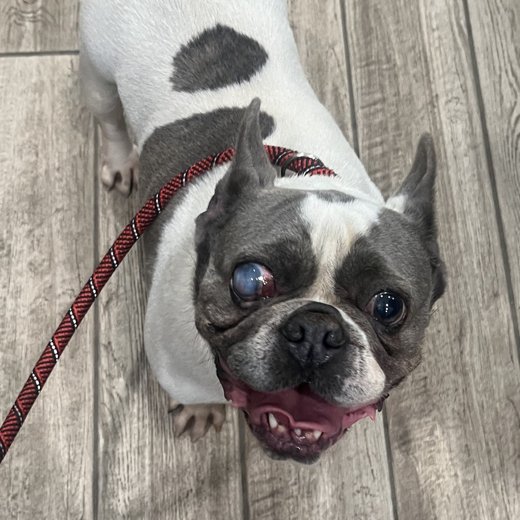 Shelter Stray Female Dog last seen , Oak Park, IL 60304