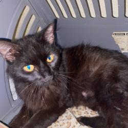 Shelter Stray Female Cat last seen , Memphis, TN 38133