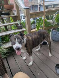Found/Stray Male Dog last seen Greenmount avenue, Baltimore, MD 21218