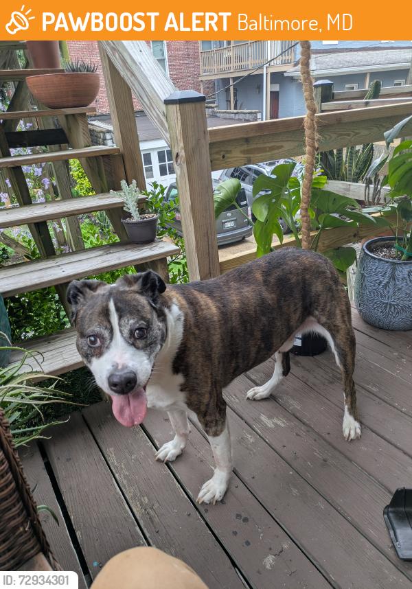 Found/Stray Male Dog last seen Greenmount avenue, Baltimore, MD 21218