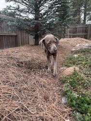 Reunited Female Dog last seen W 72nd Ave and Kendrick St , Arvada, CO 80007