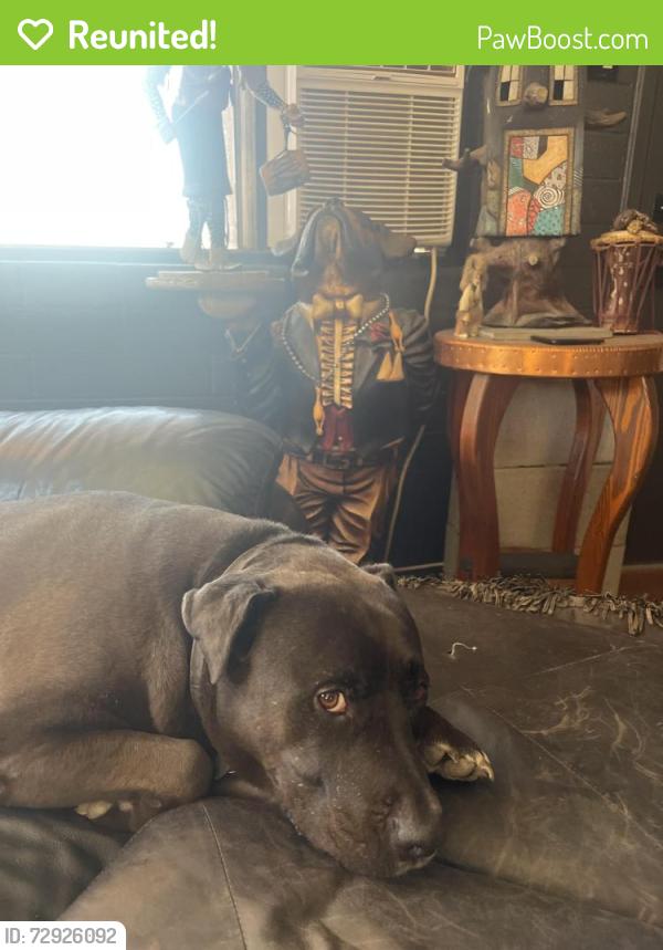 Reunited Male Dog last seen Phoenix Mountain preserve. 15th Way and Peoria., Phoenix, AZ 85020