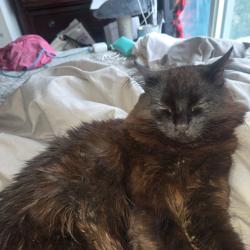 Lost Male Cat last seen Mainstreet apmts , Surrey, BC V3V 5H9