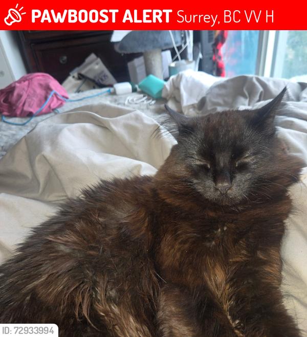 Lost Male Cat last seen Mainstreet apmts , Surrey, BC V3V 5H9