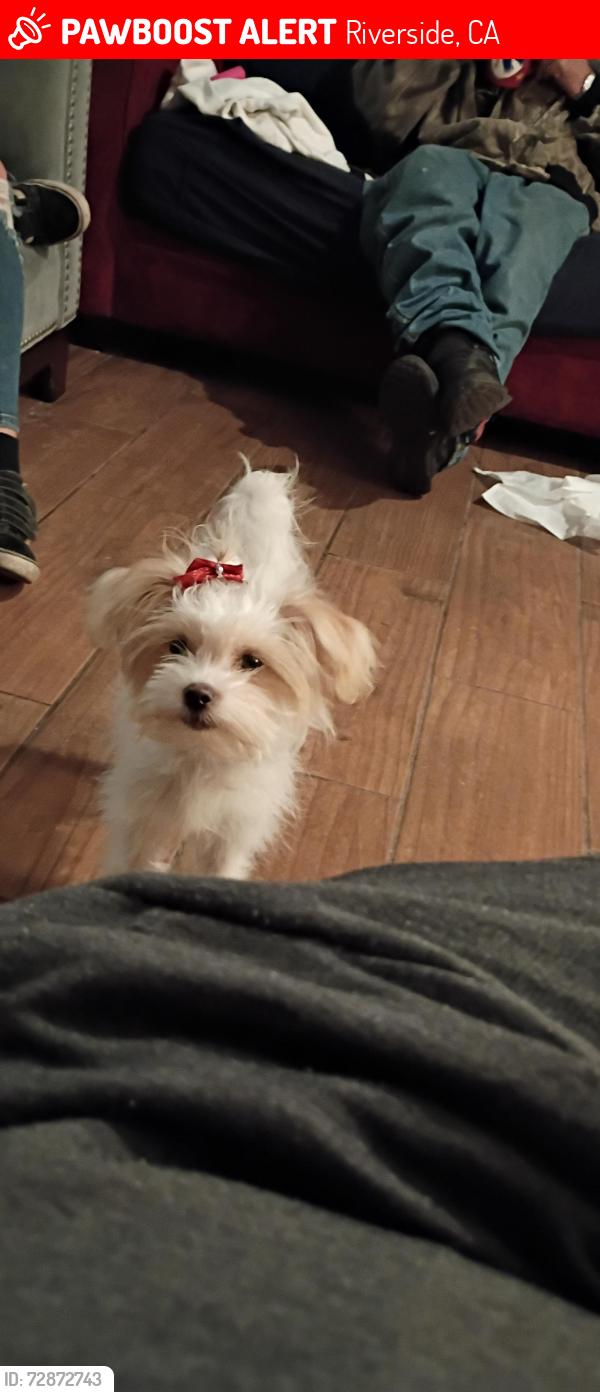 Lost Female Dog last seen Bandini and palm, Riverside, CA 92506