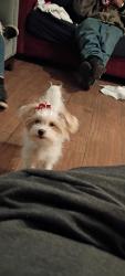 Lost Female Dog last seen Bandini and palm, Riverside, CA 92506