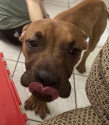 Found/Stray Male Dog last seen serenade/ivanhoe , Palm Bay, FL 32907
