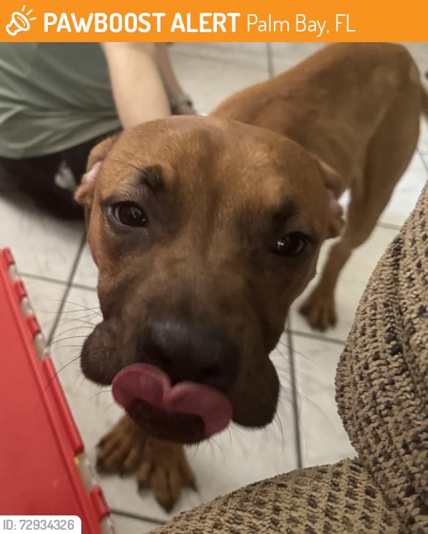 Found/Stray Male Dog last seen serenade/ivanhoe , Palm Bay, FL 32907