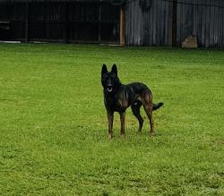 Reunited Male Dog last seen Spanish neddle and wet lake place , Houston, TX 77084