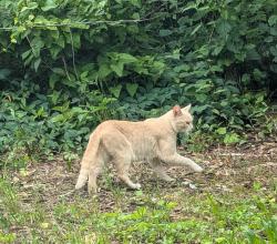 Found/Stray Unknown Cat last seen 47th Way S and 9th Ave S, Birmingham, AL 35222