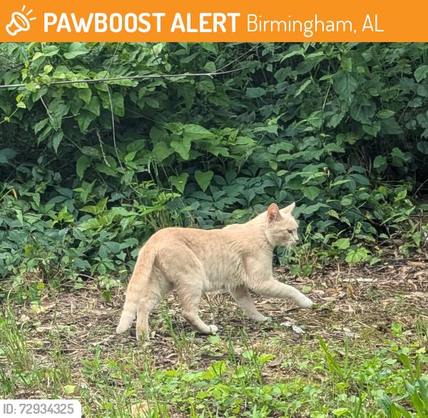 Found/Stray Unknown Cat last seen 47th Way S and 9th Ave S, Birmingham, AL 35222