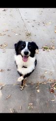 Reunited Male Dog last seen Off of 730 & veal station down Tucker and Deer valley rd , Parker County, TX 76085