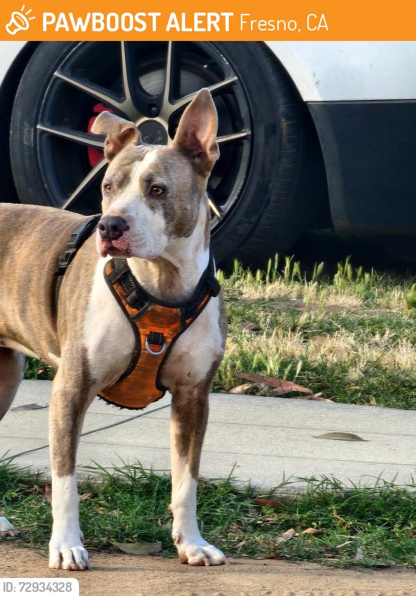 Found/Stray Unknown Dog last seen Peach Belmont, Fresno, CA 93727
