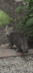 Found/Stray Unknown Cat last seen Near S 1300 E Roosevelt , Salt Lake City, UT 84108